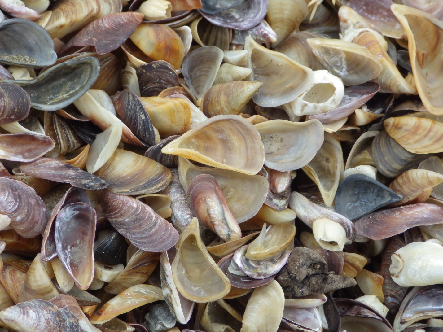 (2)	At the beach: Dreissena elata (brownish), one of the commonest species in the Caspian that likely went extinct in the past 30 years due to displacement by the inavsive Mytilaster minimus (purple) that was introduced in 1938 in the Caspian Sea.  