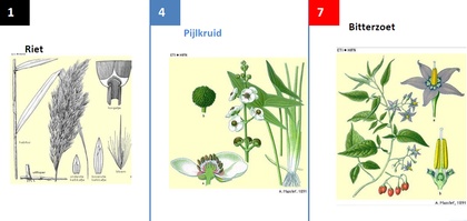 Floral Images