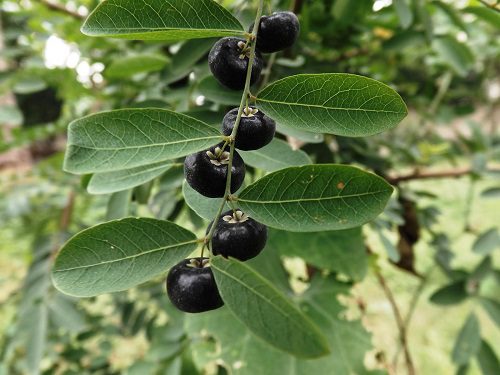 Kirganelia reticulata: fruits