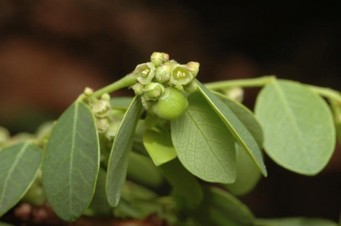 Kirganelia reticulata-staminate flowers