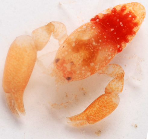 Odontonia bagginsi