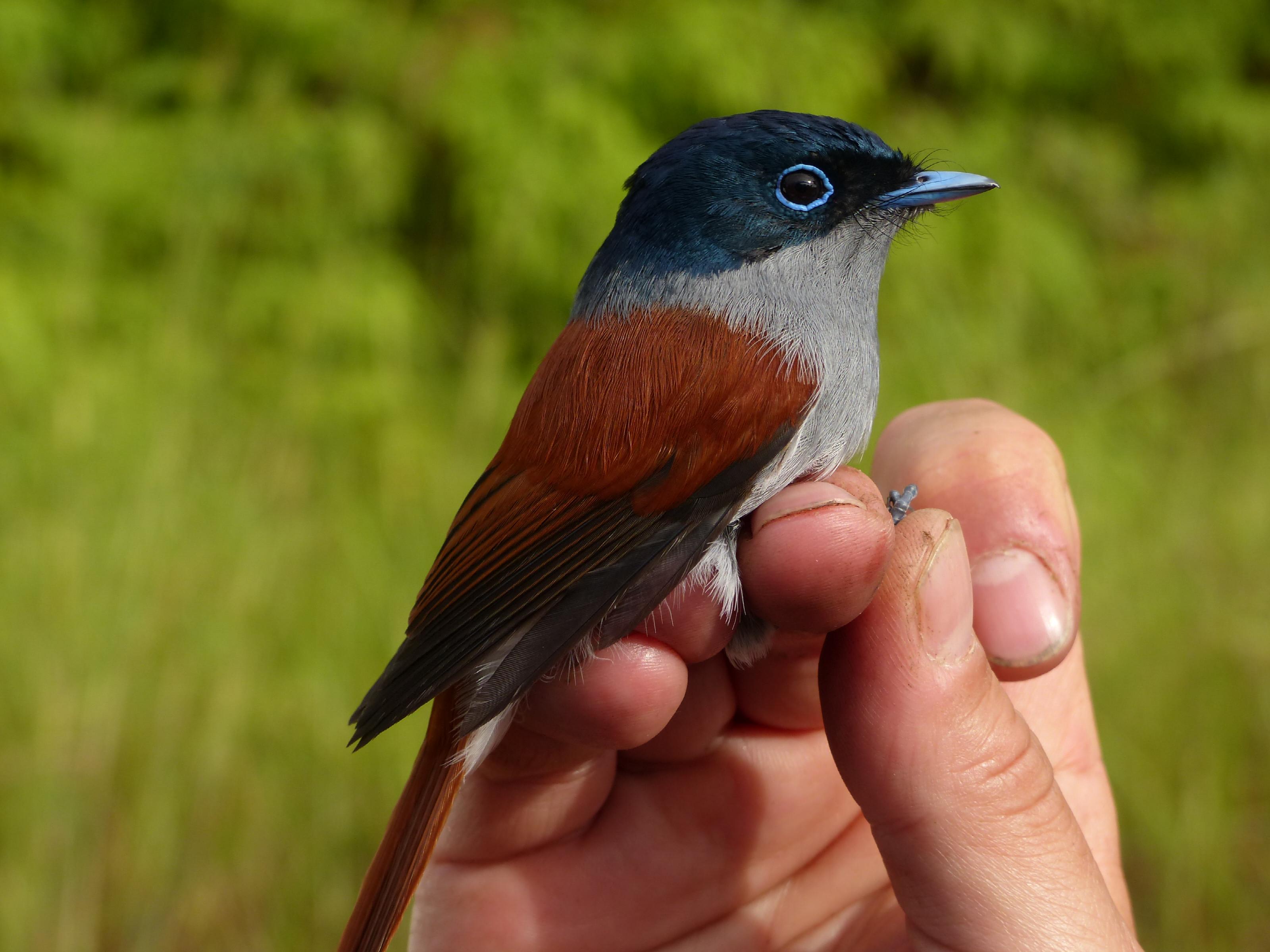 De Maskarenenparadijsmonarch (Terpsiphone bourbonnensis), een zangvogel die voorkomt op de Afrikaanse eilanden Réunion en Mauritius (Bron: Christophe Thébaud)