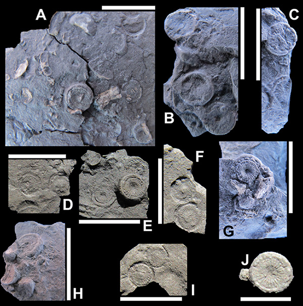 Palaeozoic-crinoids