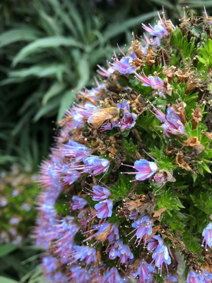 Apis mellifera visiting Echium candicans