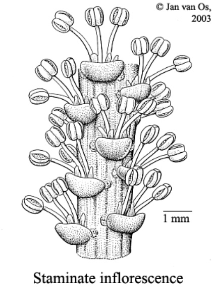 Excoecaria