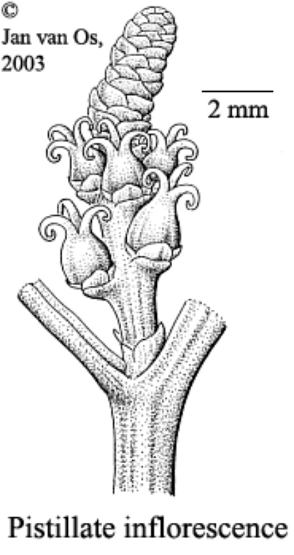 Excoecaria