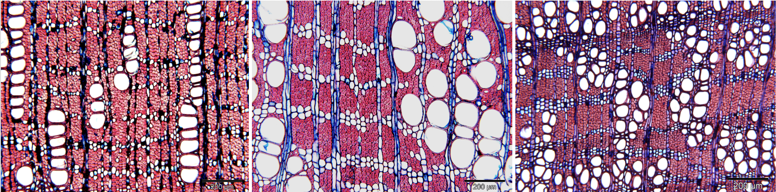 Sapotaceae cross sections