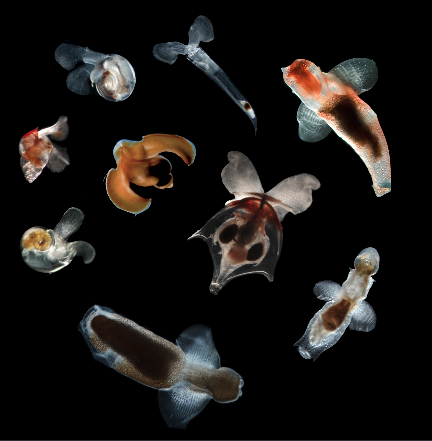 Snails with wings
