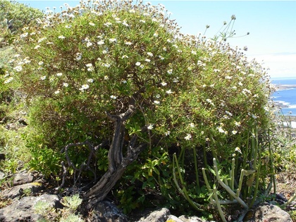 Madeliefjesboom