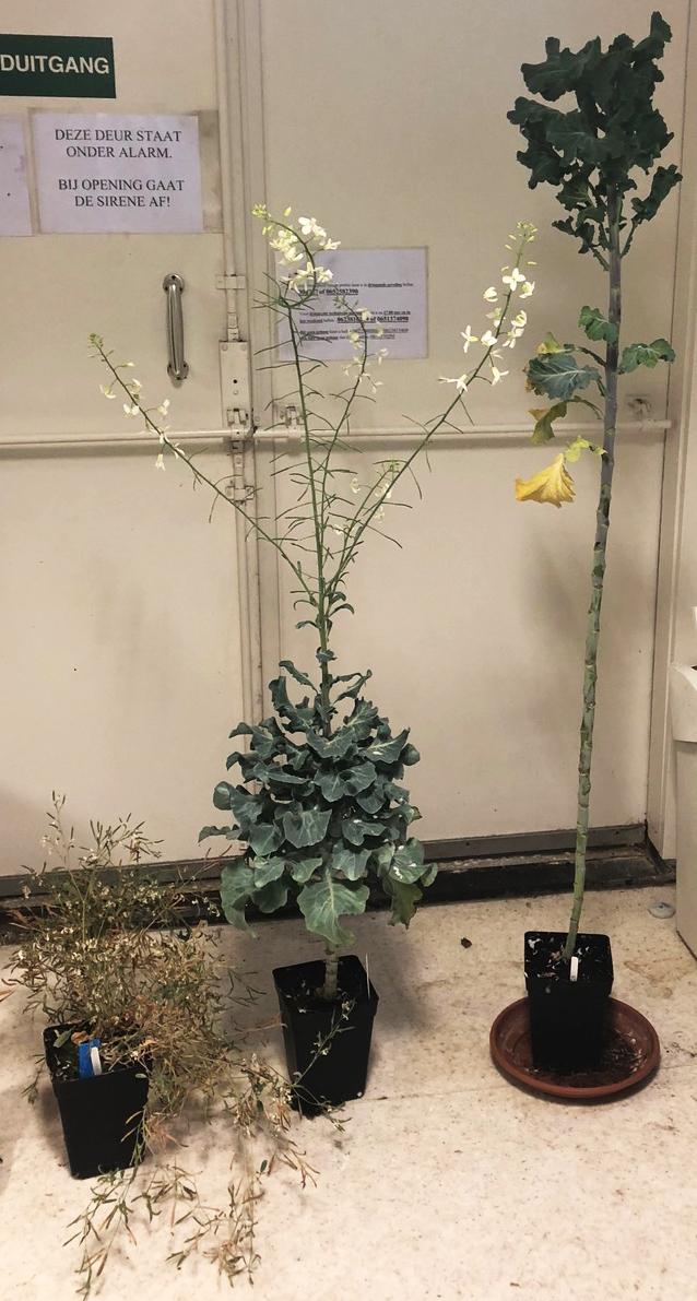 Cabbage plants