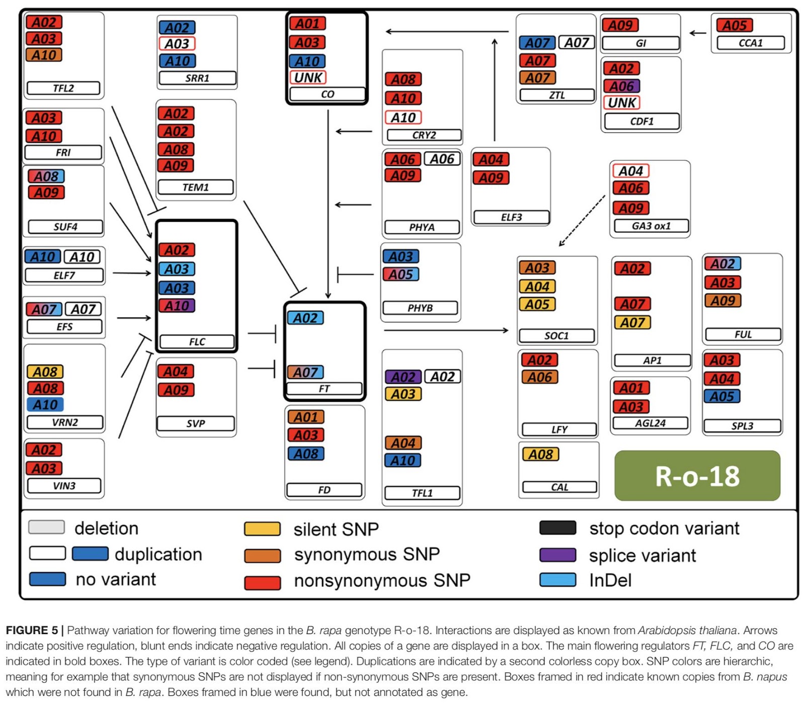 Pathway diagram