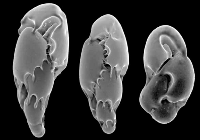 The North sea biodiversity