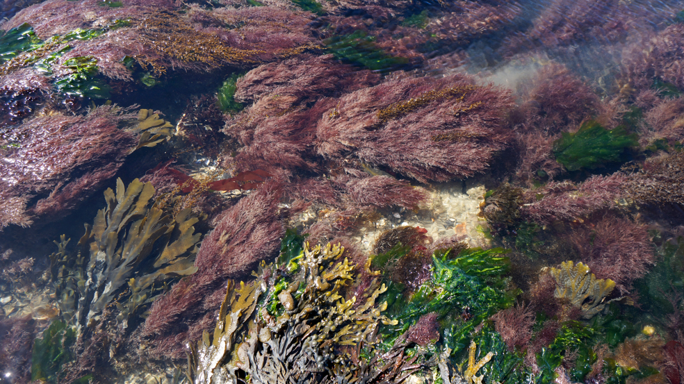 Seaweed community observed during fieldwork.