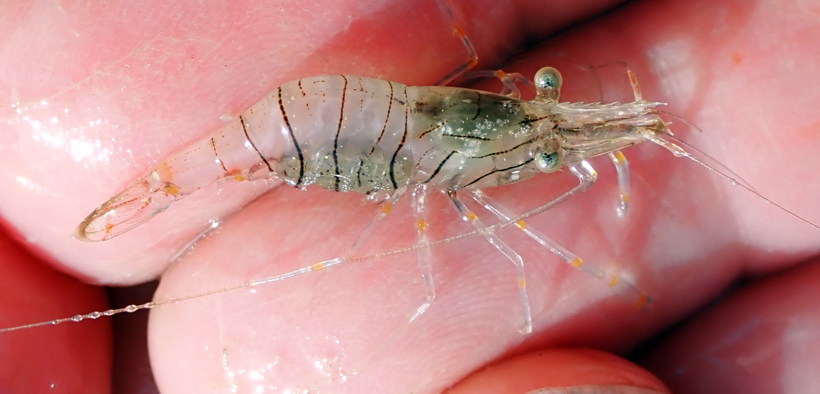 Palaemon bijagosensis
