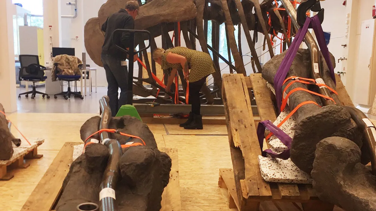 camarasaurus in stukjes