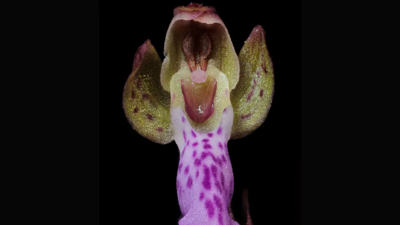 orchidee