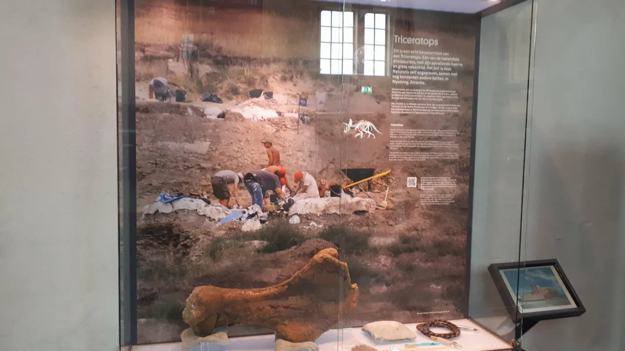Bone in the museum