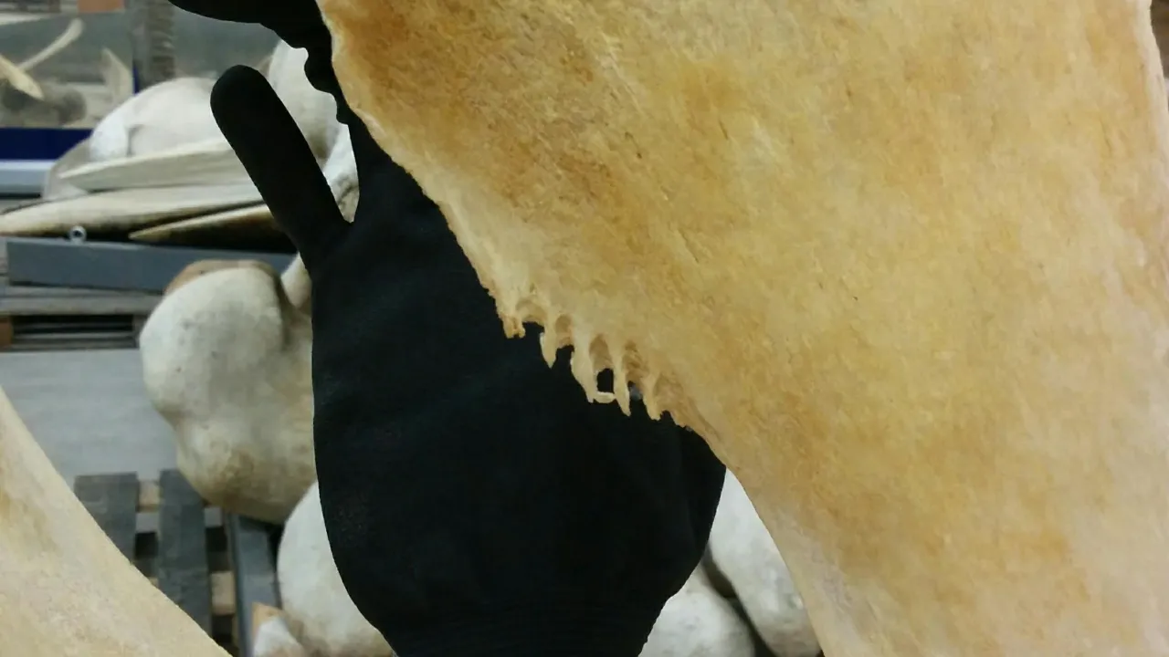 Deformed bone of a Sei whale