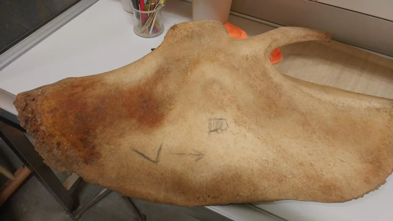 Shoulderblade with edge arthritis