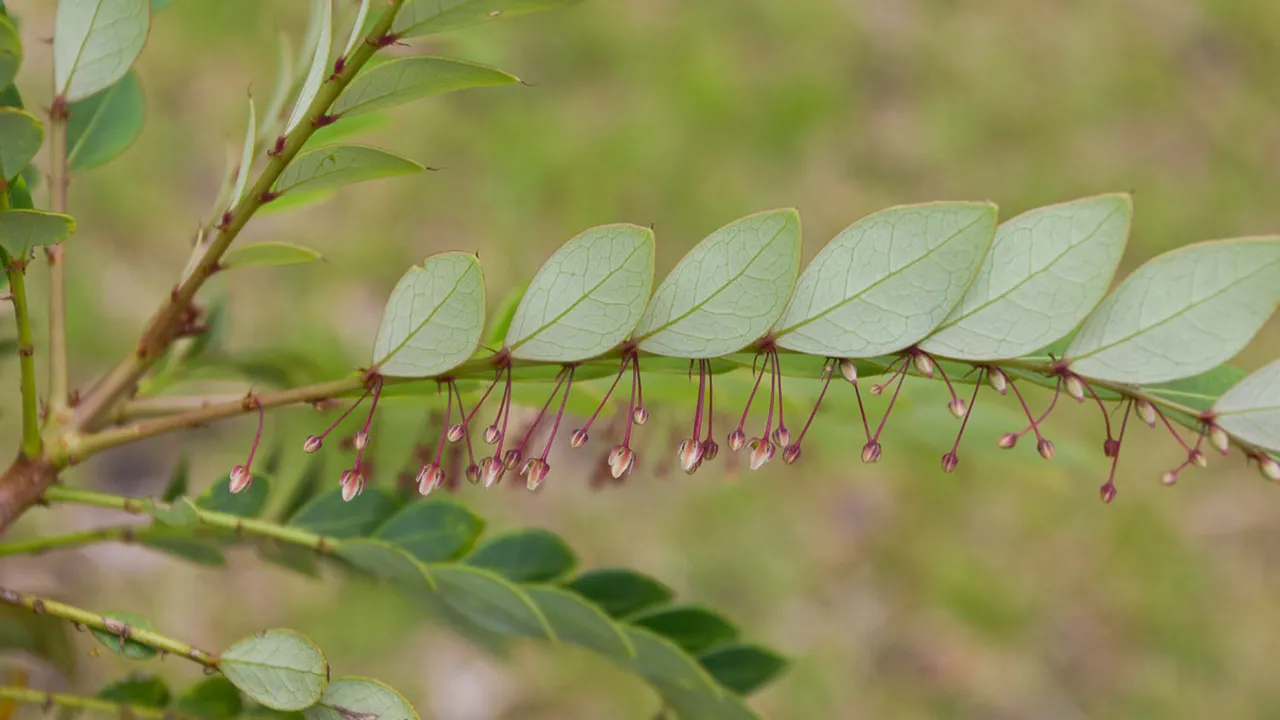 Phyllanthus_rufuschaneyi-male