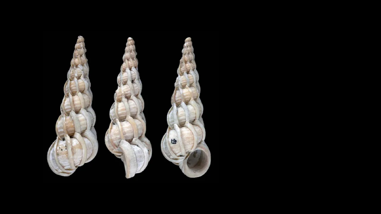 Epitoniumsimilis