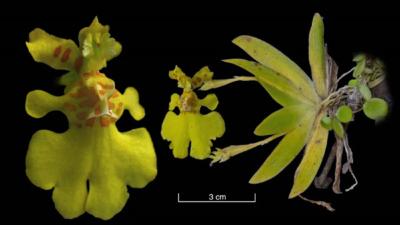 Erycina pusilla