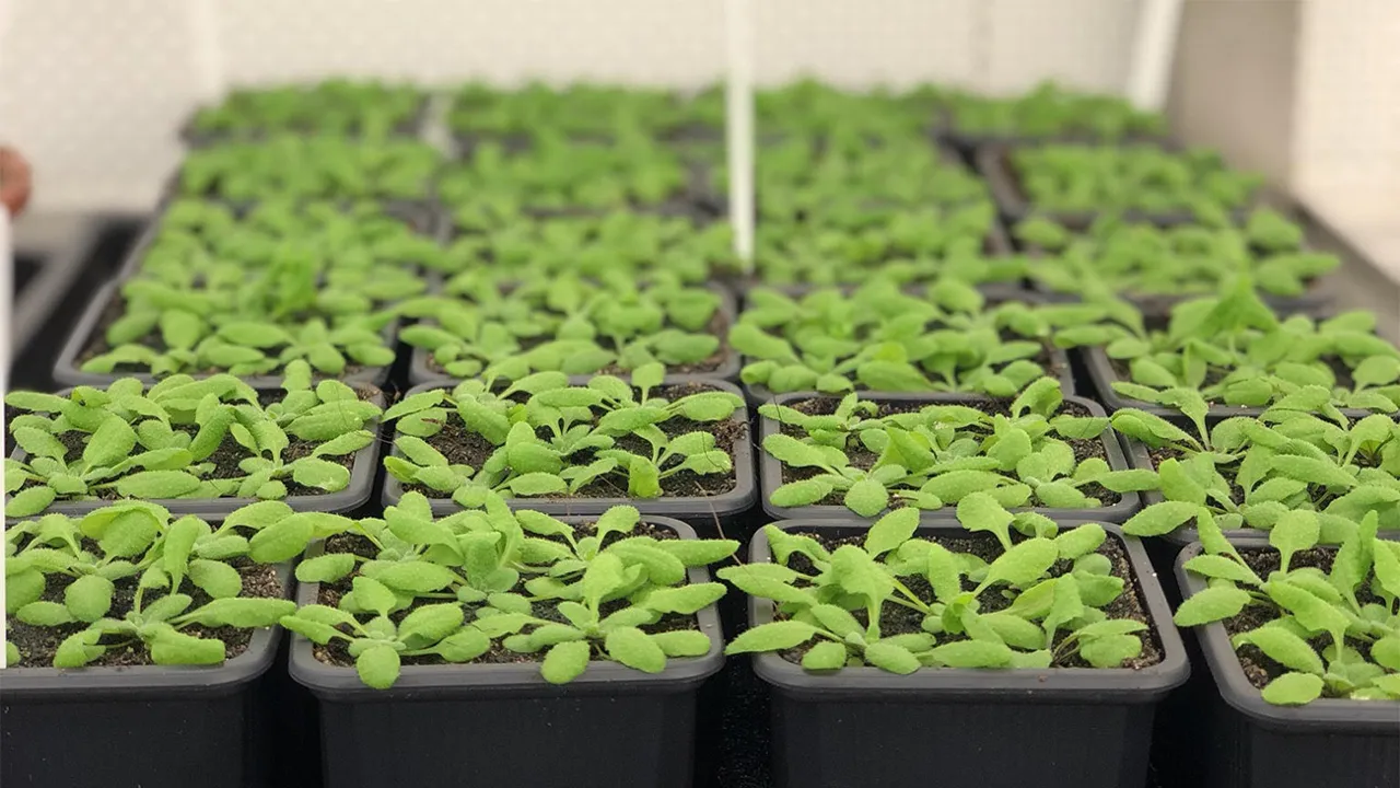 Kweekplantjes