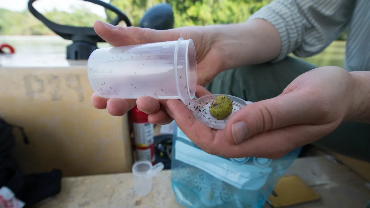 A fig syconium and fig wasps that have emerged from it