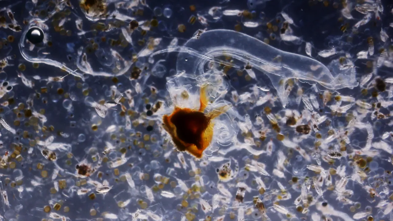 Plankton