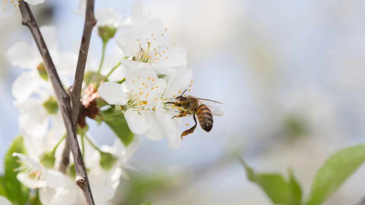 Honeybee