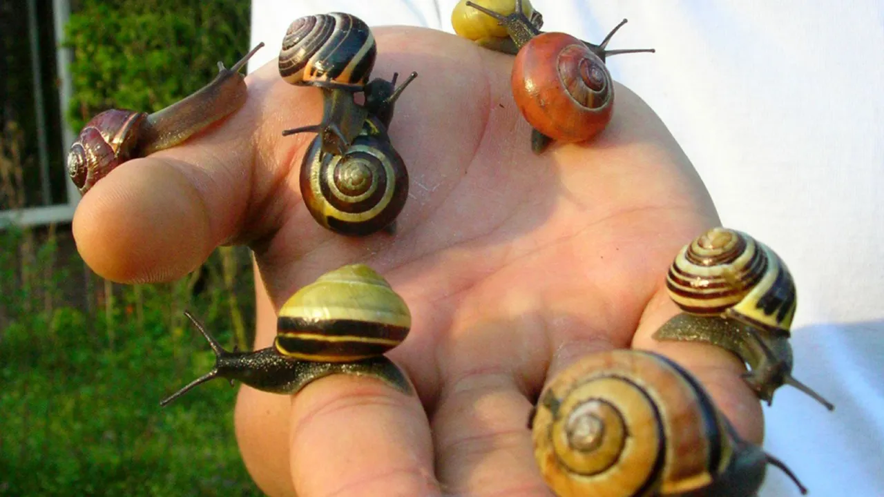 SnailSnap app
