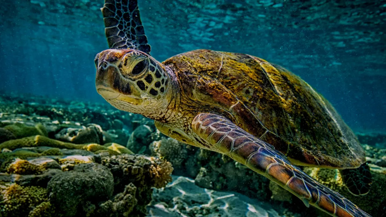 Schildpad