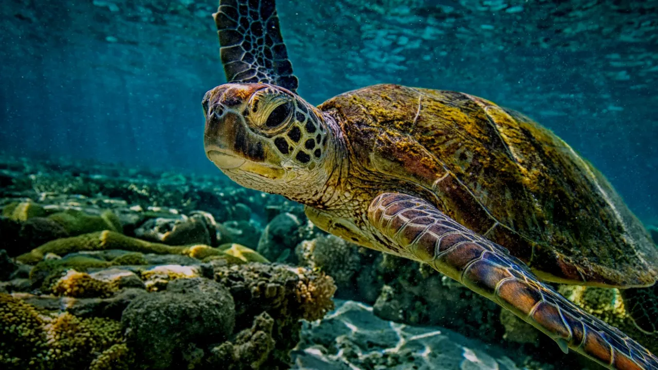 Schildpad