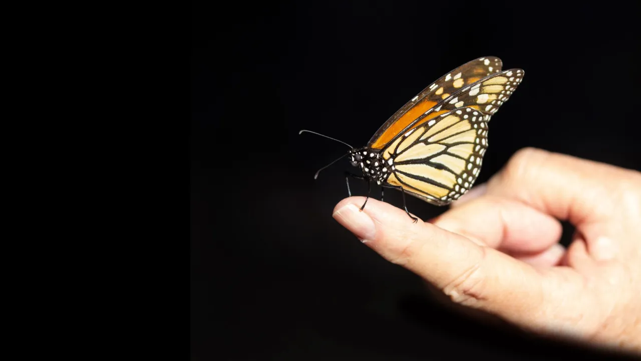 Vlinder op vinger
