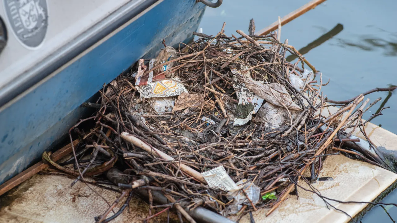 Meerkoetnest