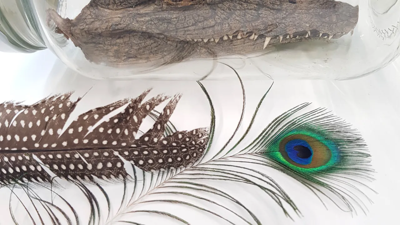 reptiel exemplaren