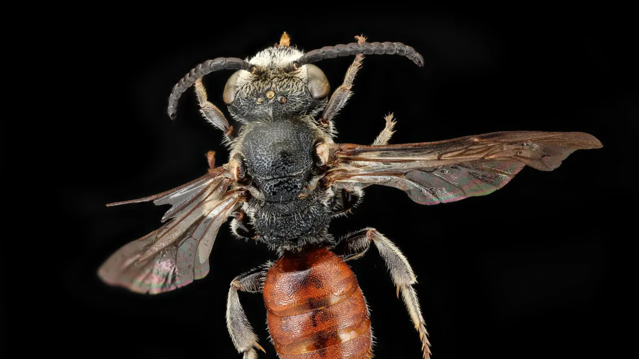 Sphecodes albilabris, Nederlandse bij, bovenaanzicht