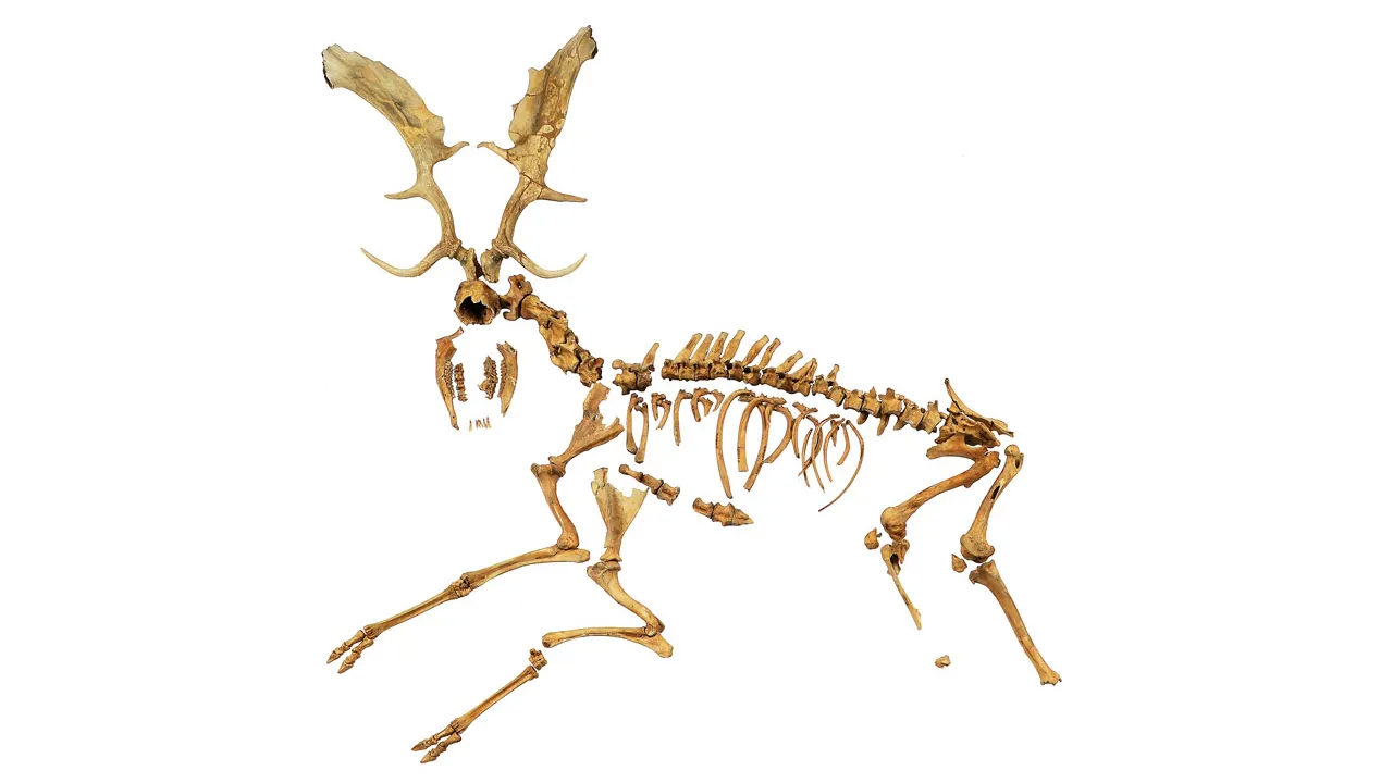 Deer