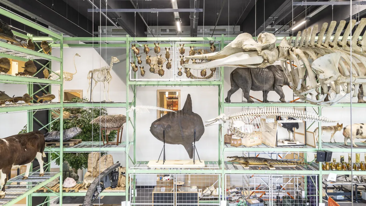 Collection in LiveScience
