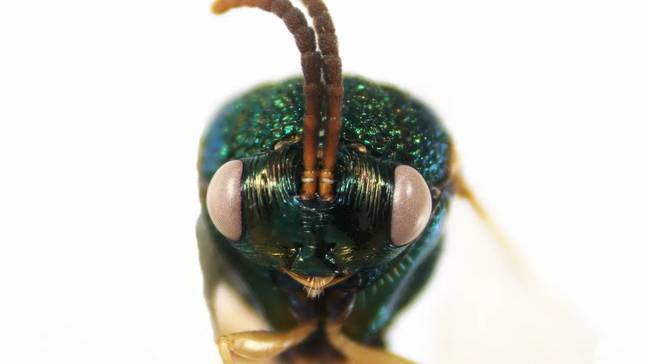 Stilbula cyniformis from Hymenoptera collection (RMNH.INS.108880)