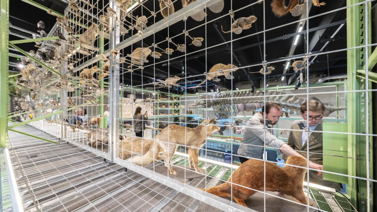 Animals in LiveScience