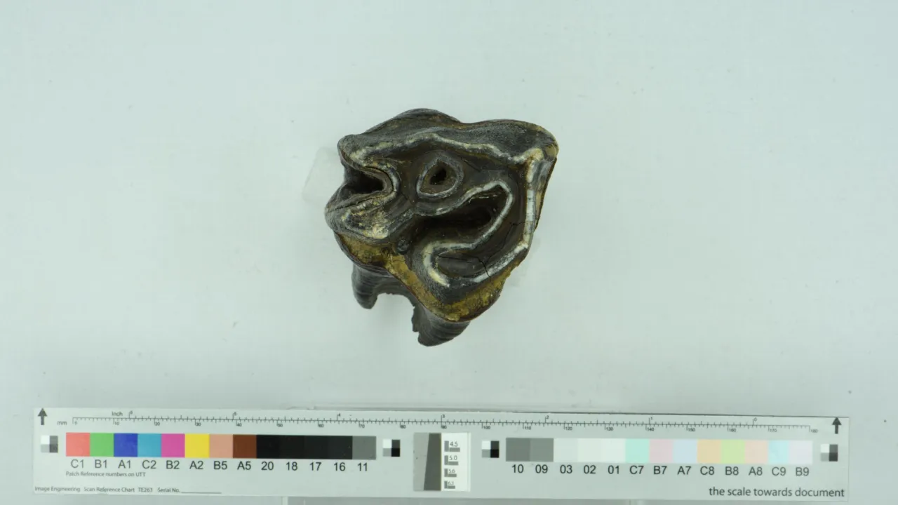 Molar of a woolly rhino