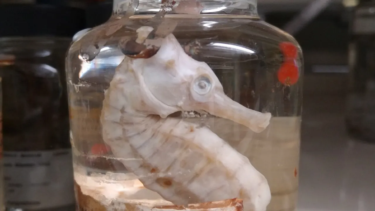 Zeepaardje in collectiepot