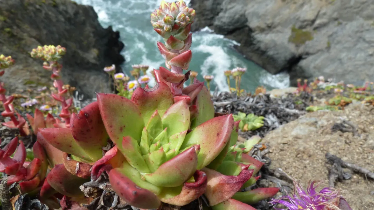 plant