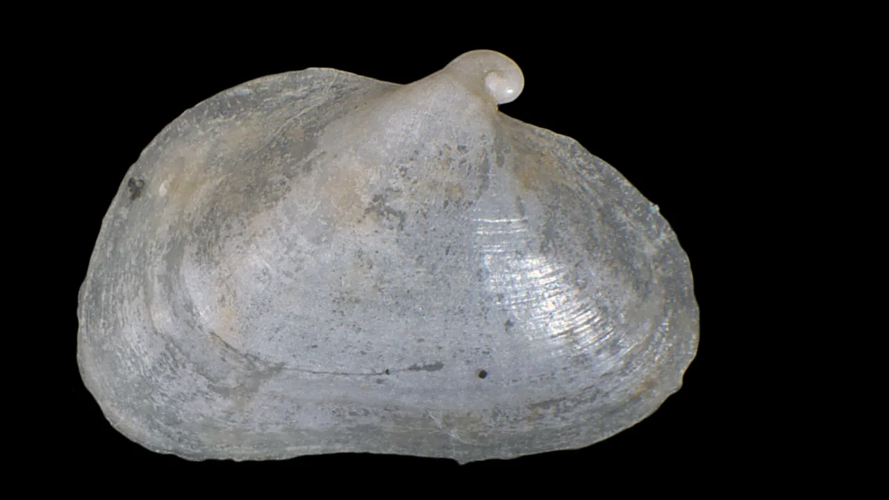 Berthelinia