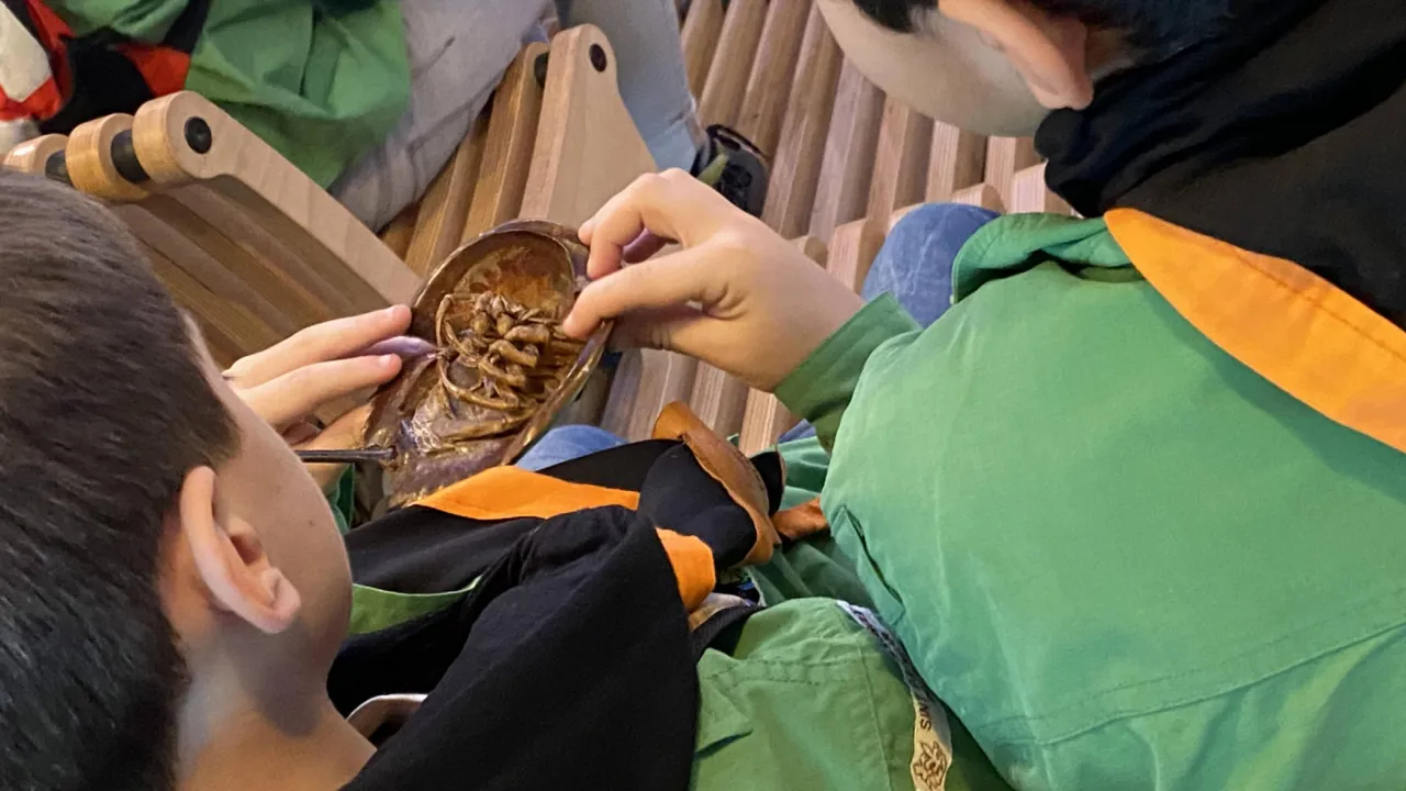 Kids looking at a horse shoe crab