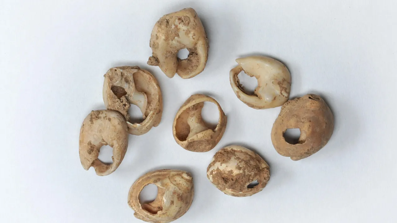 Ksar Akil shells