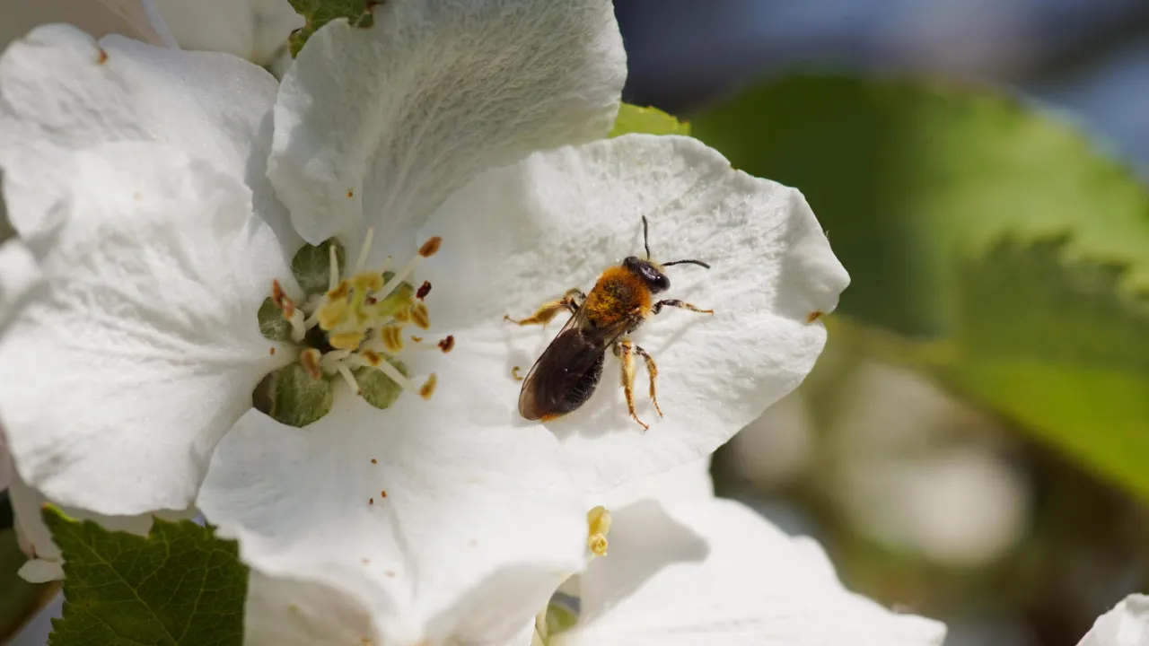 Roodgatje op bloesem