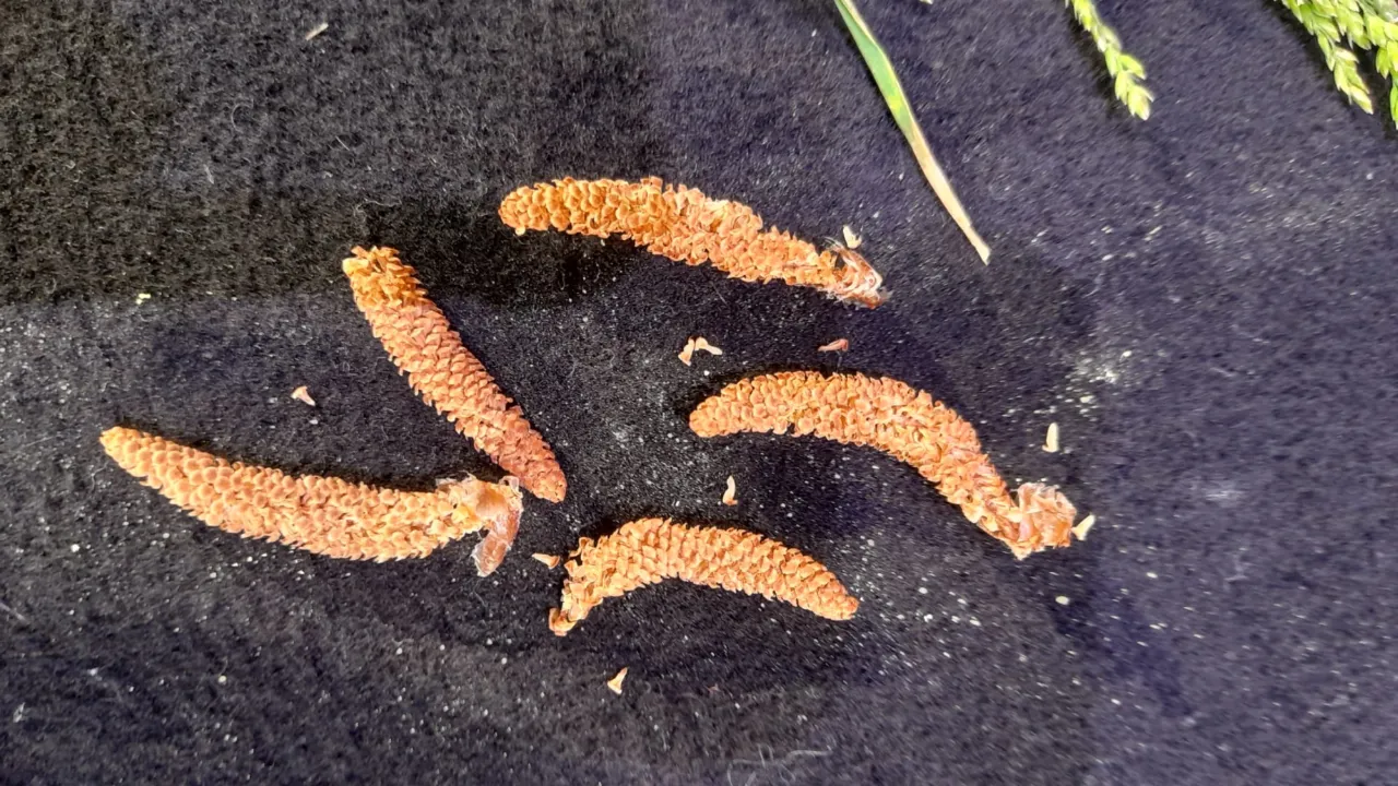 Catkins with pollen