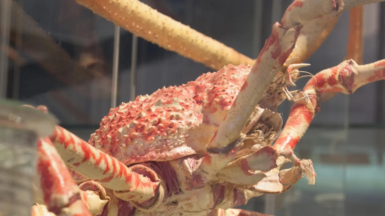 giant crab